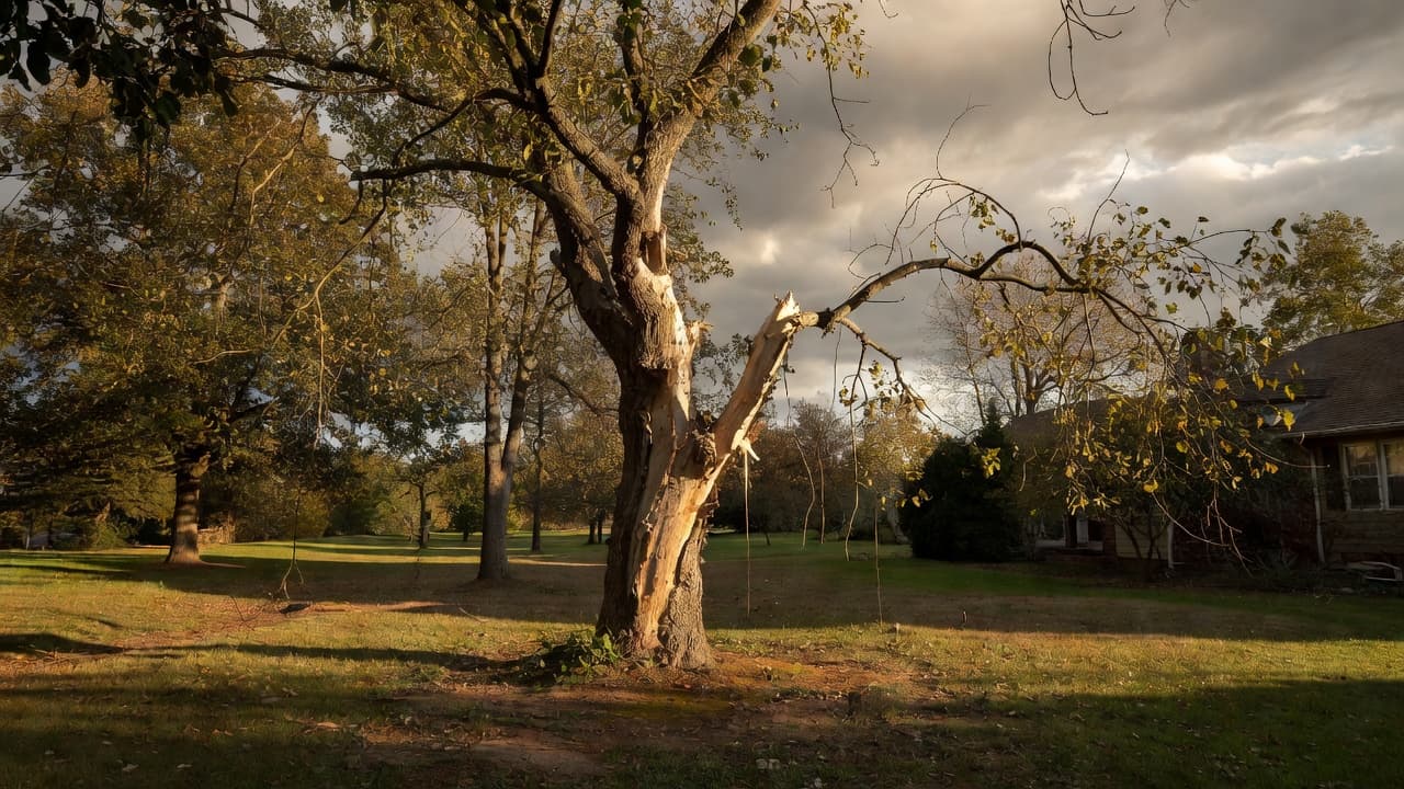 Ash Tree Problems in Mid-Michigan: Signs You Should Schedule Removal Before It Fails