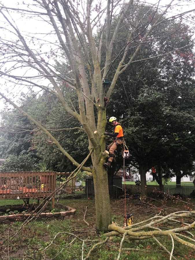 Stump Busters tree service work photo 1