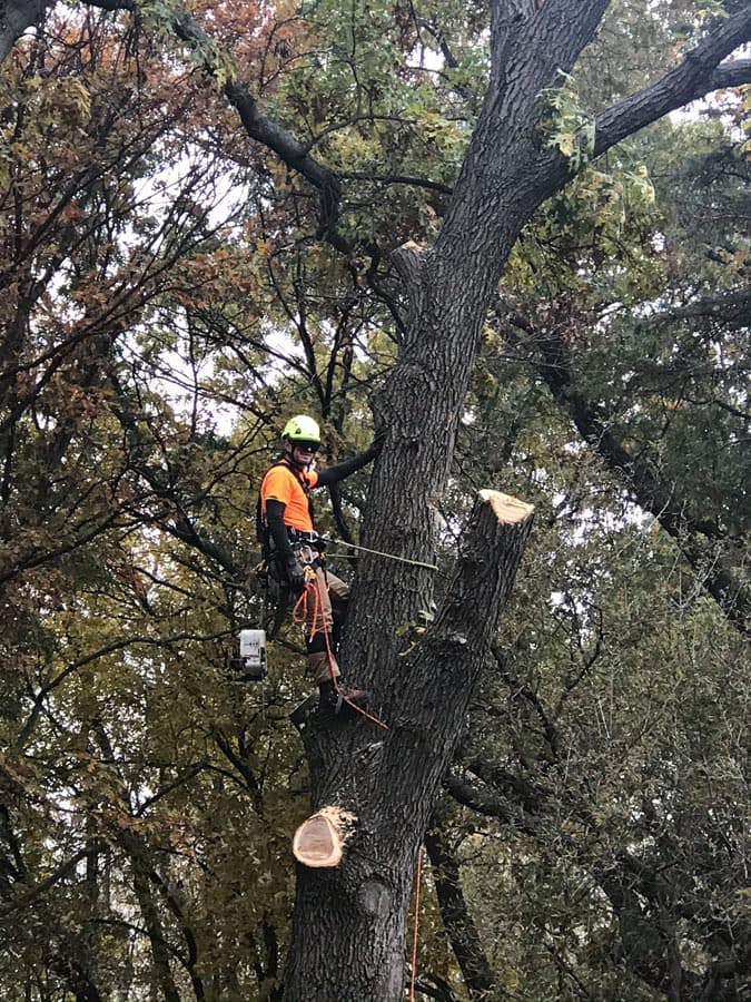 Stump Busters tree service work photo 3