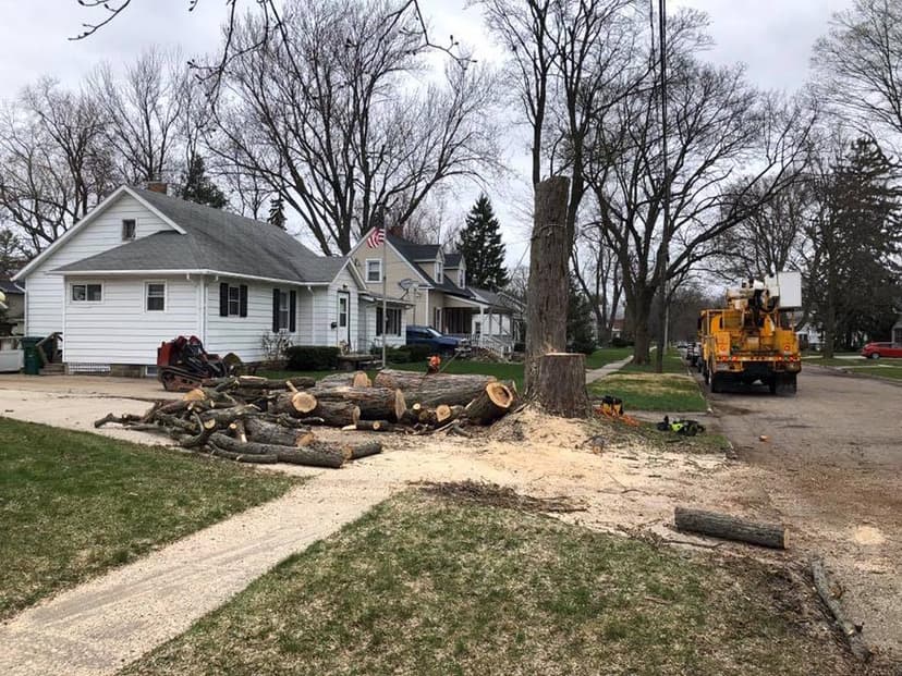 Stump Busters tree service work photo 5