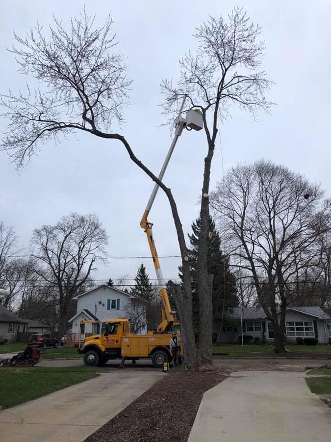 Stump Busters tree service work photo 6