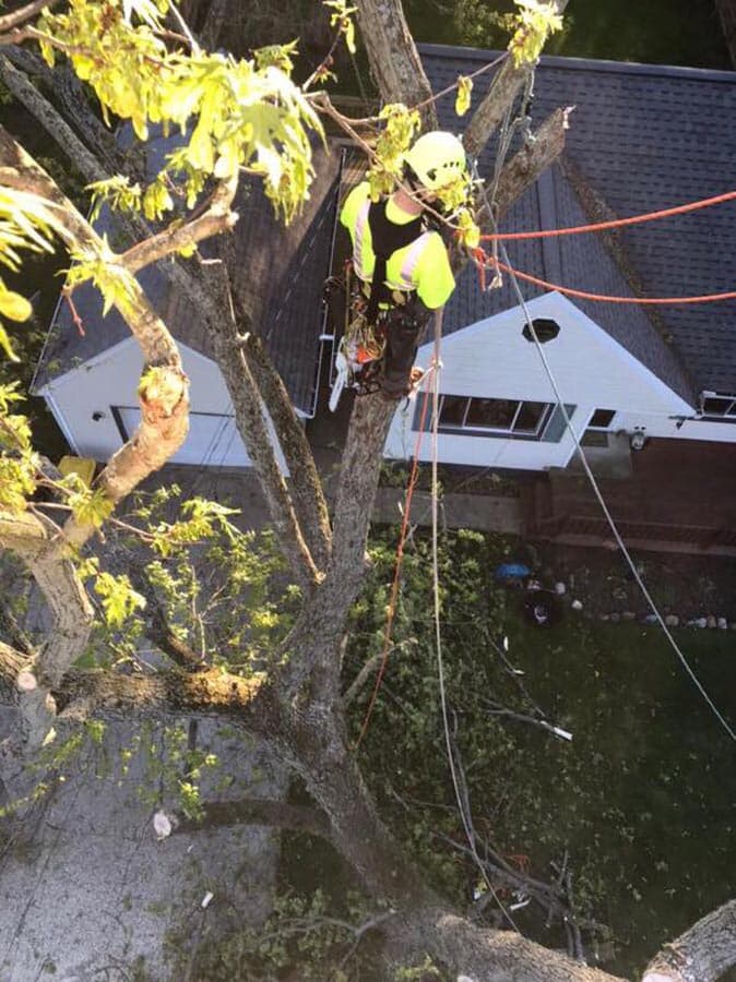 Stump Busters tree service work photo 8