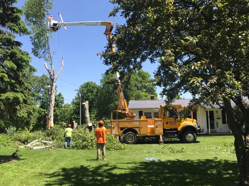 Stump Busters tree service work photo 12