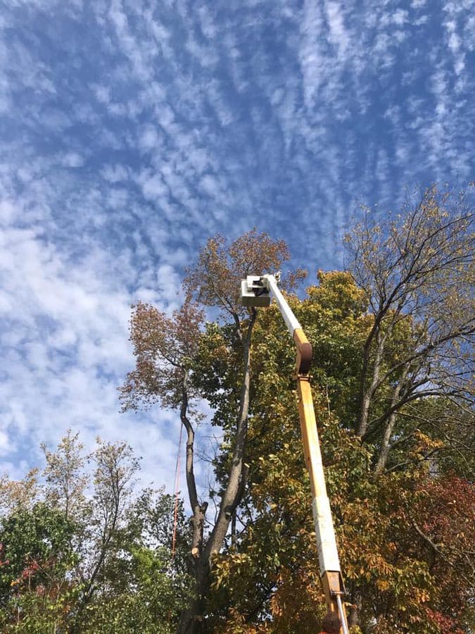 Stump Busters tree service work photo 17