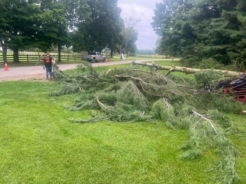 Stump Busters tree service work photo 20